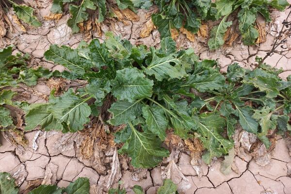 برداشت چغندرقند در روستای مفرنقا