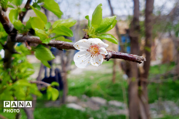 طبیعت روستای بیدله به هنگام بهار
