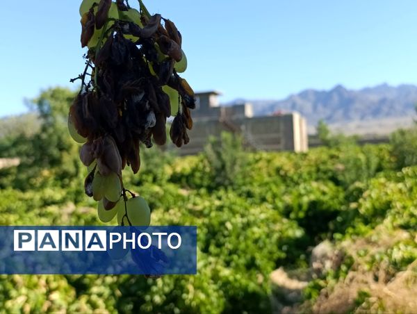 خسارت چند میلیارد تومانی چاه‌های موتور به باغات انگور