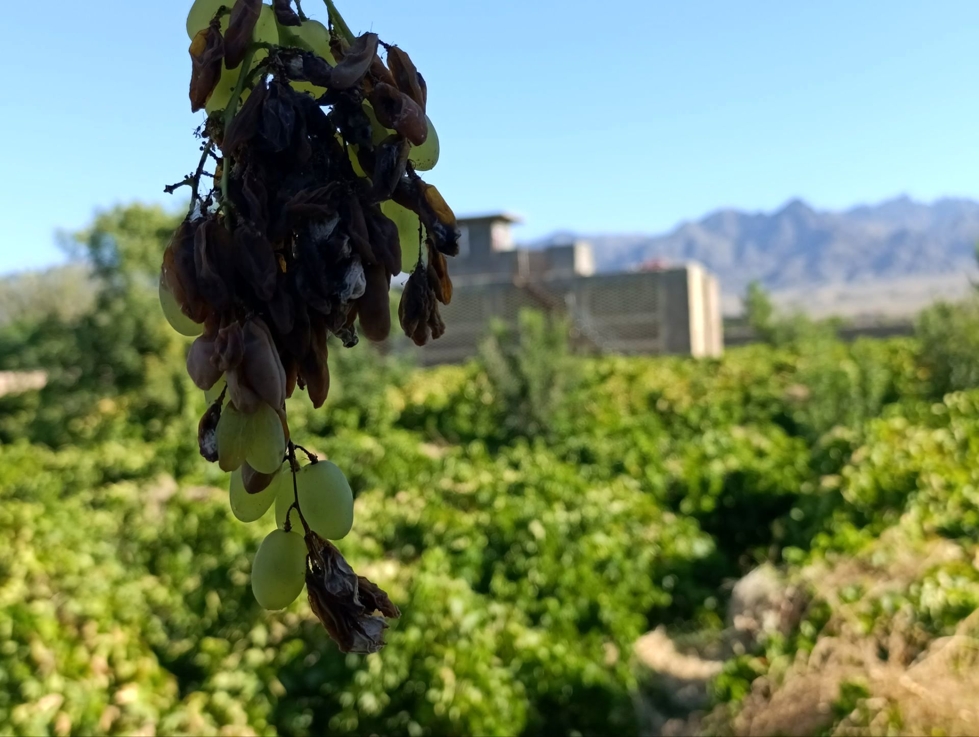 اجرای طرح ملی آبخیز تا جالیز با هدف مدیریت منابع آب و احیای قنوات در سال جاری