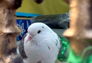 امام رضا (ع) از نگاه بچه‌های امام رضا