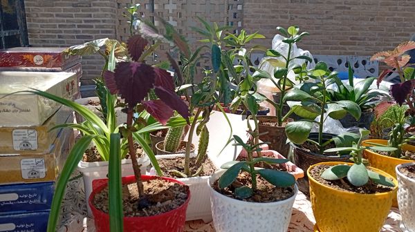 برپایی نمایشگاه هنرهای دستی در آستانه مقدس حلیمه و حکیمه خاتون شهرکرد