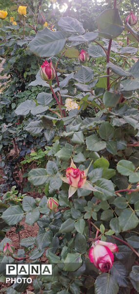 گل‌های زیبای بهاری