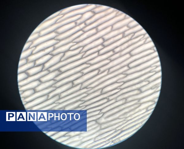 بازدید دانش‌آموزان مدرسه سما حاجی‌آباد از پژوهش‌سرای رازی در قالب طرح مهارت‌افزایی یارا