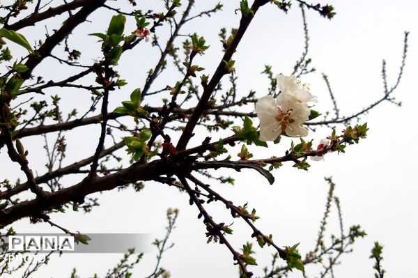 طبیعت روستای بیدله به هنگام بهار