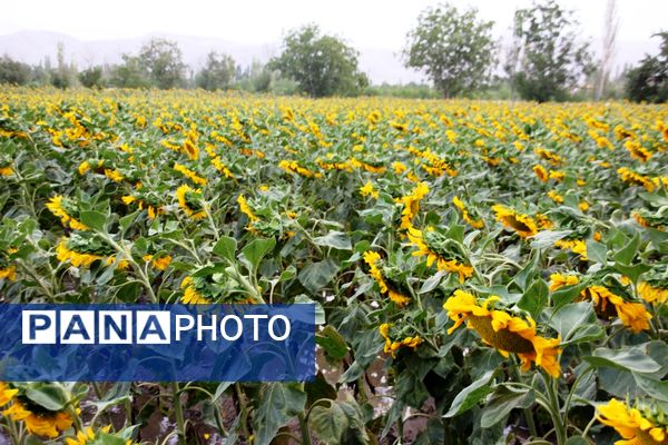 مزرعه آفتابگردان در سلماس