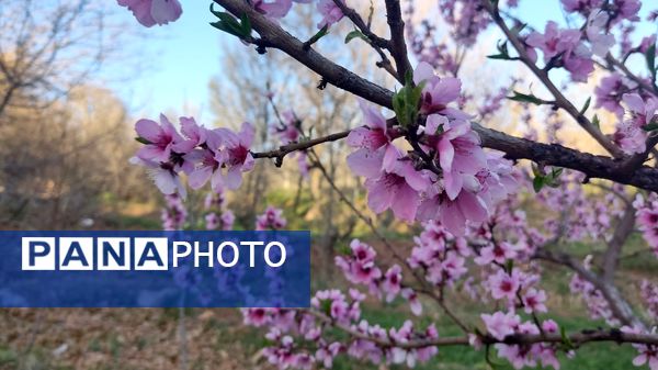 شهرستان نیشابور میزبان فصل بهار