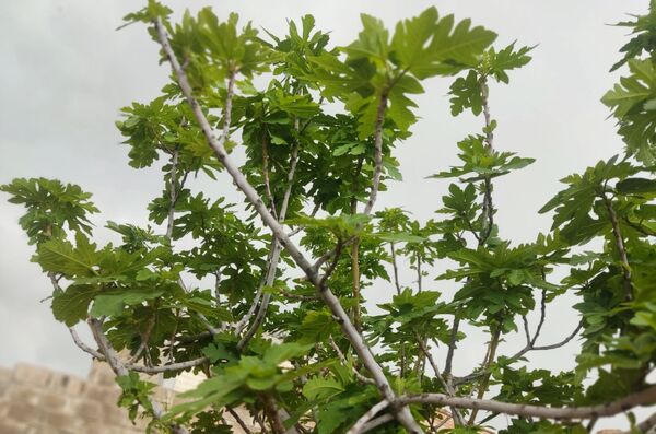 میانکوه در این روز‌ها همچون نگینی سبز می‌درخشد