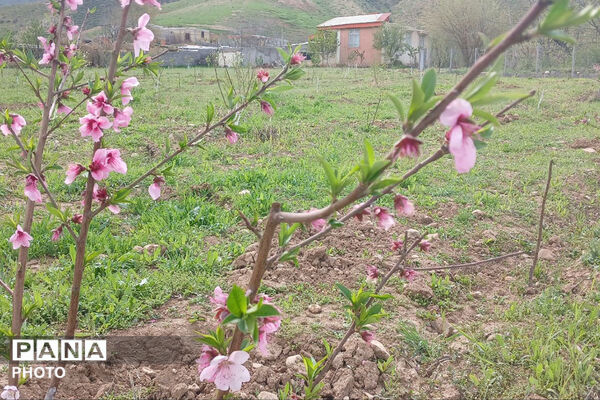 شکوفه‌های بهاری استان خراسان شمالی 
