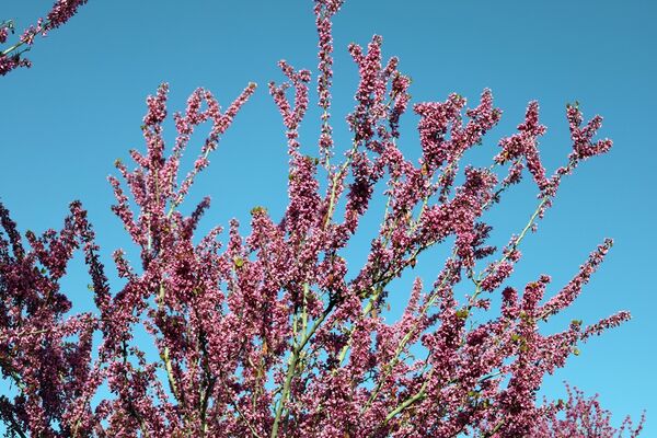 ارومیه شهر رویایی