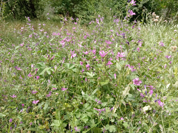جلوه‌هایی از طبیعت تابستانی خلجستان و جعفرآباد قم