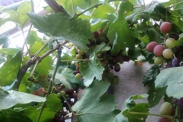 انگور؛ میوه ای شگفت انگیز و سرشار از سلامتی