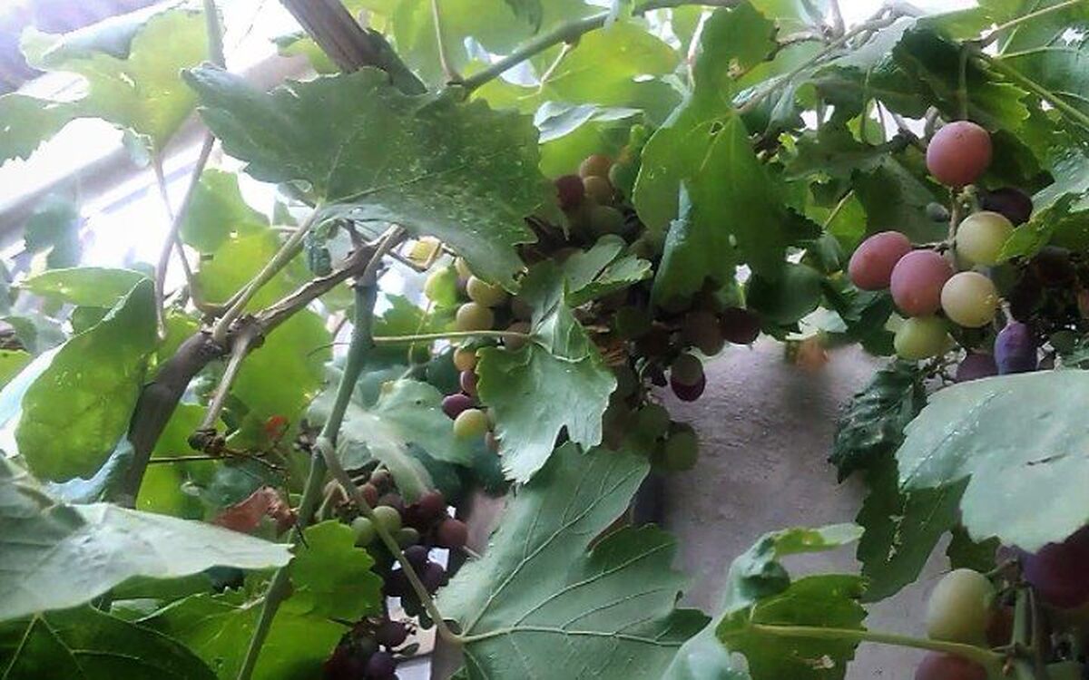 انگور؛ میوه ای شگفت انگیز و سرشار از سلامتی