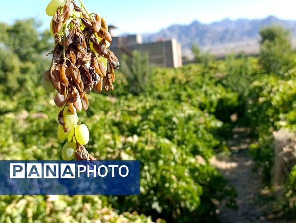 خسارت چند میلیارد تومانی چاه‌های موتور به باغات انگور