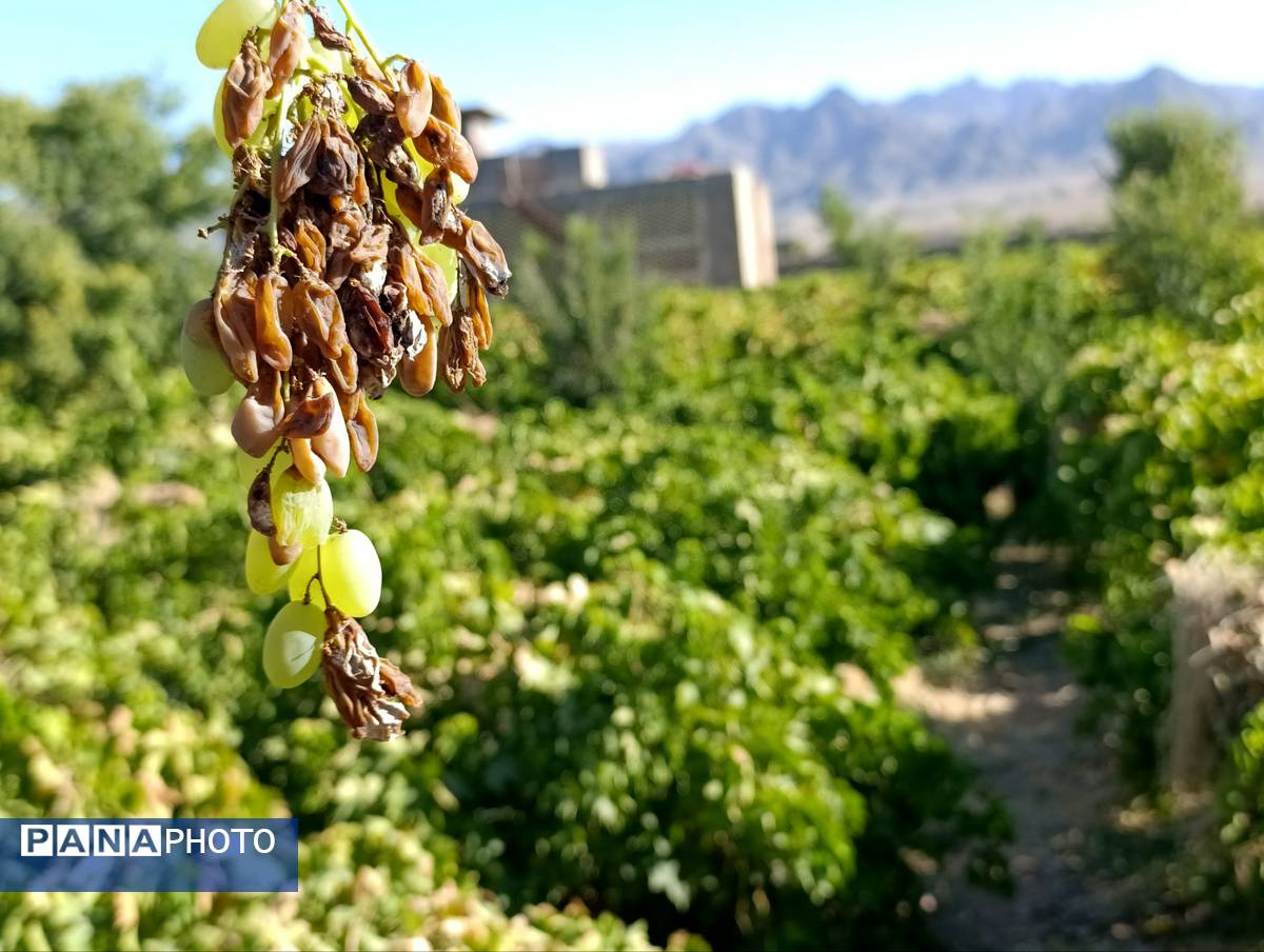 خسارت چند میلیارد تومانی چاه‌های موتور به باغات انگور