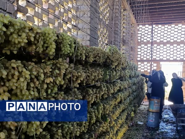 برداشت ۳۰ هزار تن انگور از تاکستان‌های ترشیز