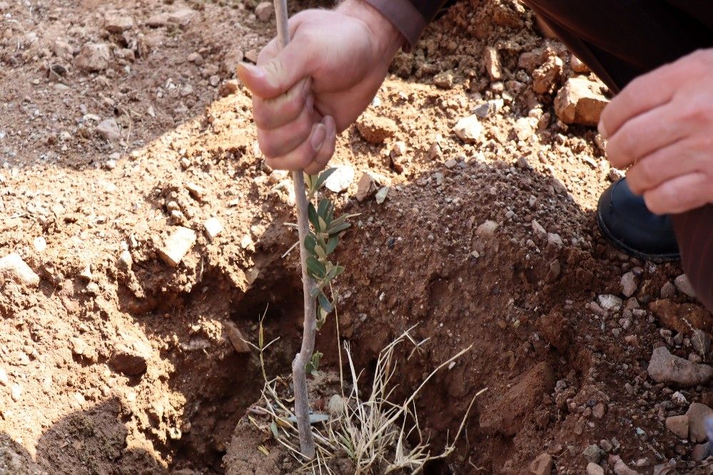 احیای نهالستان ها با طرح کاشت یک میلیارد درخت