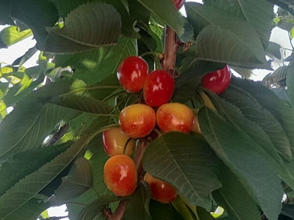 میوه‌های خوش‌رنگ و لعاب بهاری در روستای مارکده