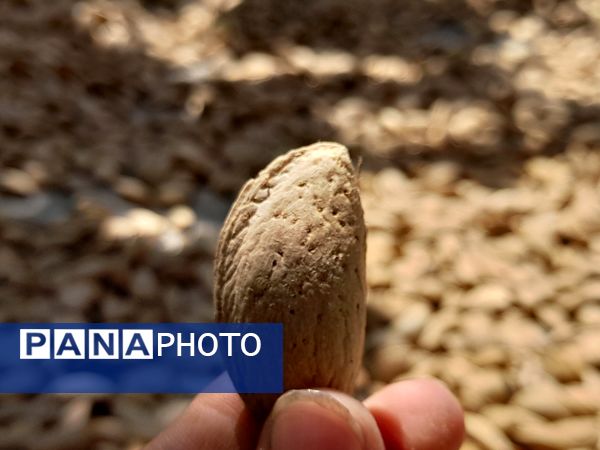 مارکده، سرزمین طلایی بادام و گردو؛ گنجینه‌ای از طعم و سنت در دل سامان