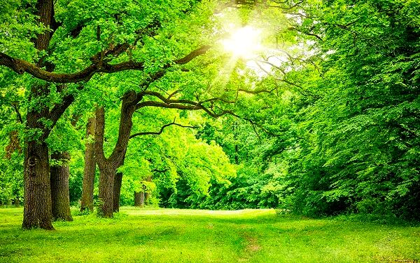 ارتباط دانش‌آموزان با طبیعت به کاهش استرس و افزایش تمرکز کمک می‌کند