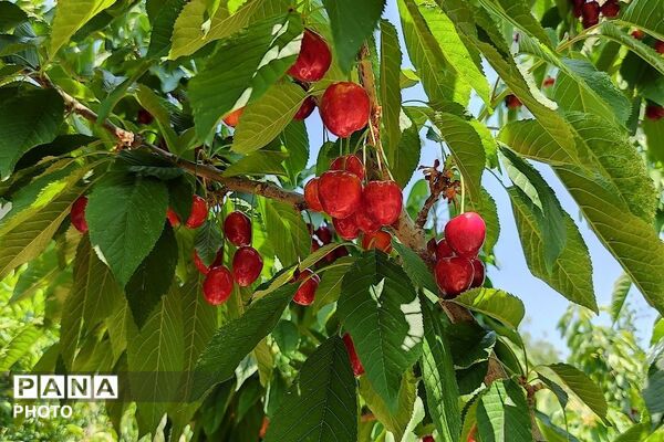 فصل چیدن یاقوت های چشم نواز در شهر بار نیشابور-۱