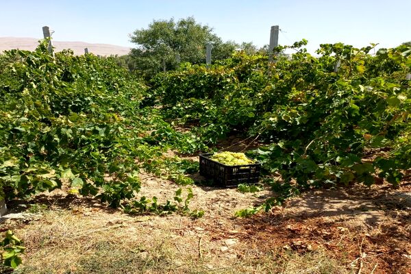 آغاز فصل برداشت انگور از باغات روستای گزکوه فاروج