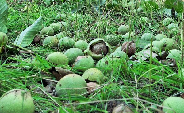 مارکده، سرزمین طلایی بادام و گردو؛ گنجینه‌ای از طعم و سنت در دل سامان