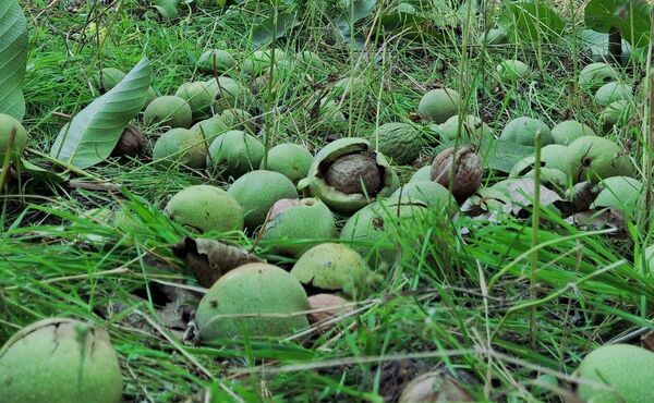 مارکده، سرزمین طلایی بادام و گردو؛ گنجینه‌ای از طعم و سنت در دل سامان