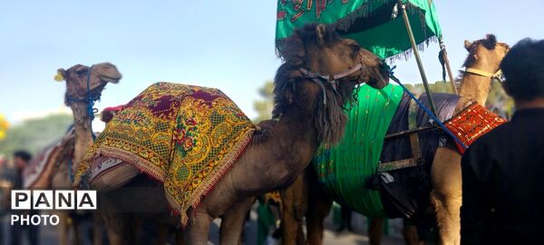 ورود باشکوه کاروان بنی اسد (ع) و نخل بزرگ فدافن به میعاد گاه عاشقان 