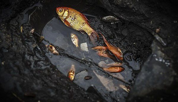 خرید ماهی قرمز برای سفره های هفت‌سین، تهدیدی خطرناک برای محیط زیست است