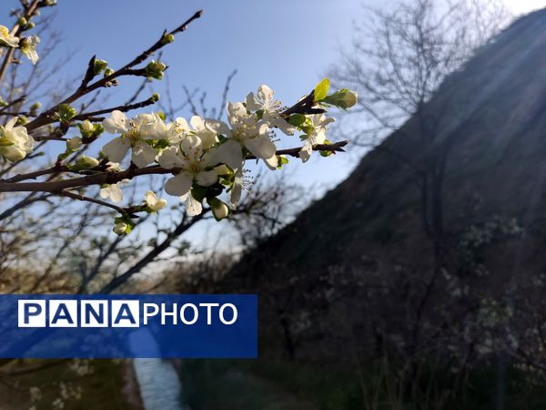 رویداد آیین باستانی سیزده بدر نیشابور در روز طبیعت از  قاب خبرنگاران پانا