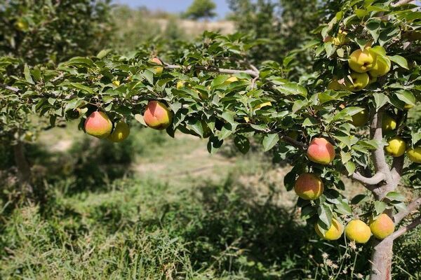 فصل زیبای پاییز در شهر بار نیشابور 