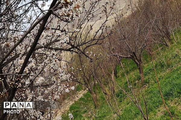 اولین شکوفه های بهاری در شهر بار نیشابور