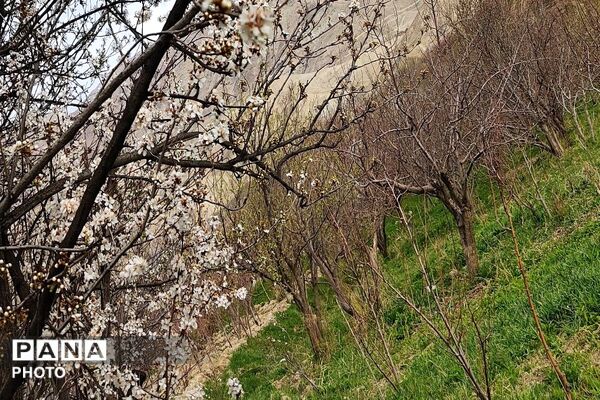 اولین شکوفه های بهاری در شهر بار نیشابور
