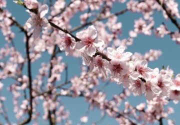 سیزده بدر، روزی آشنایی با طبیعت است