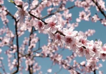 سیزده بدر، روزی آشنایی با طبیعت است