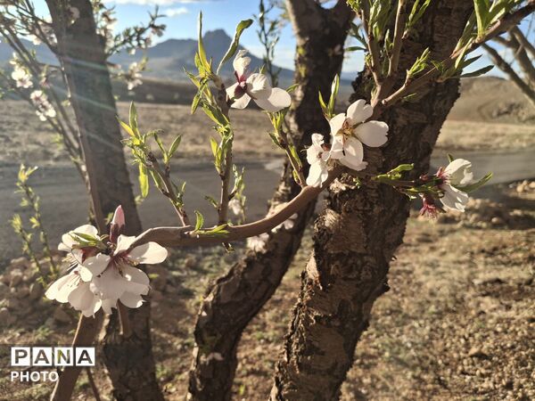 چهره بهاری شهرستان سامان
