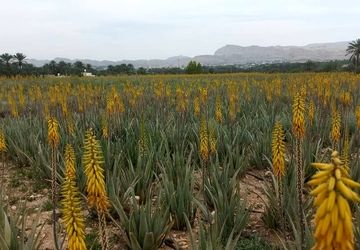 برداشت ۳۰۰ تن طلای سبز از مزارع آلوئه‌ورا