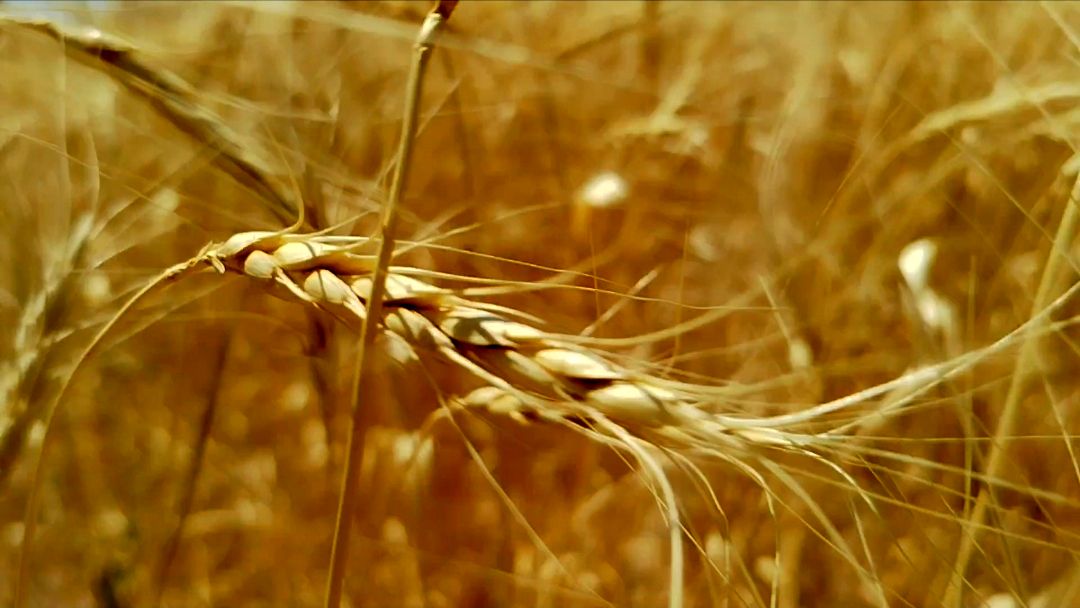 خرید تضمینی گندم از مرز ۵ میلیون تن گذشت