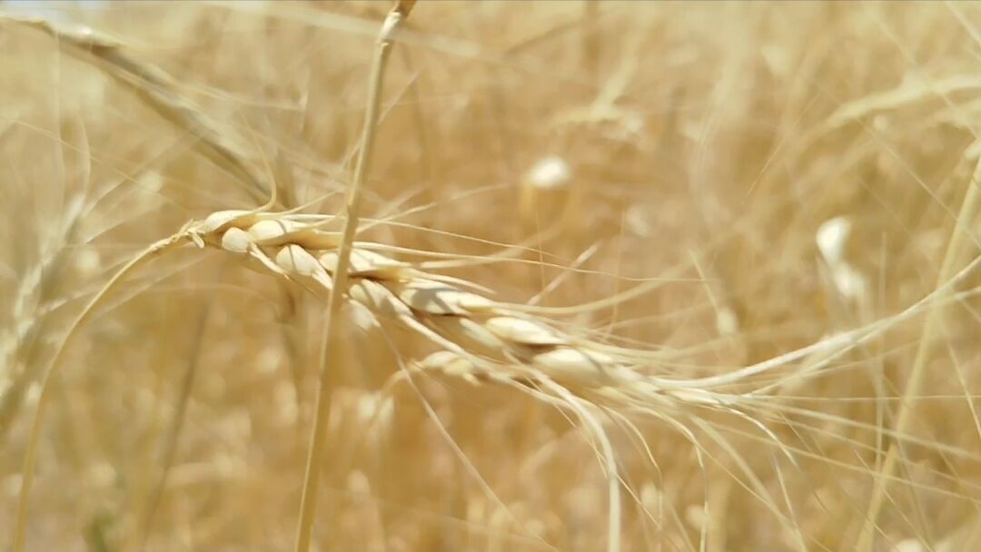 خرید تضمینی گندم از مرز ۵ میلیون تن گذشت