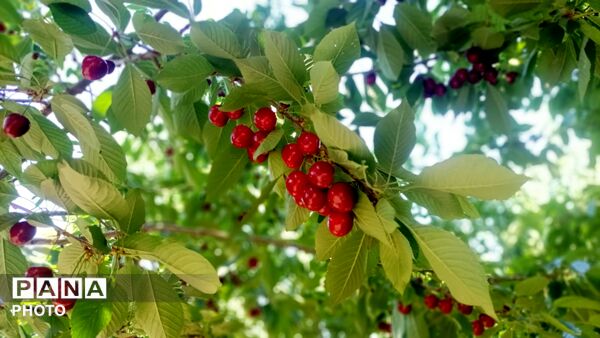 برداشت گیلاس از باغات و تصاویر زیبا از طبیعت سرسبز شهربار 