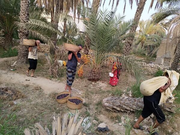 برداشت خرما در شهر رویدر 