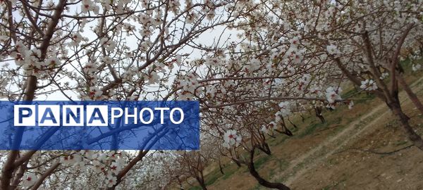 شکوفه‌ها در فصل بهار