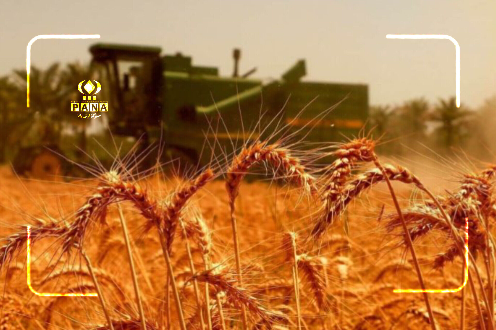 معجزه گندمکاران دهگلان؛ برداشت پربار در آتش گرمای بی‌امان