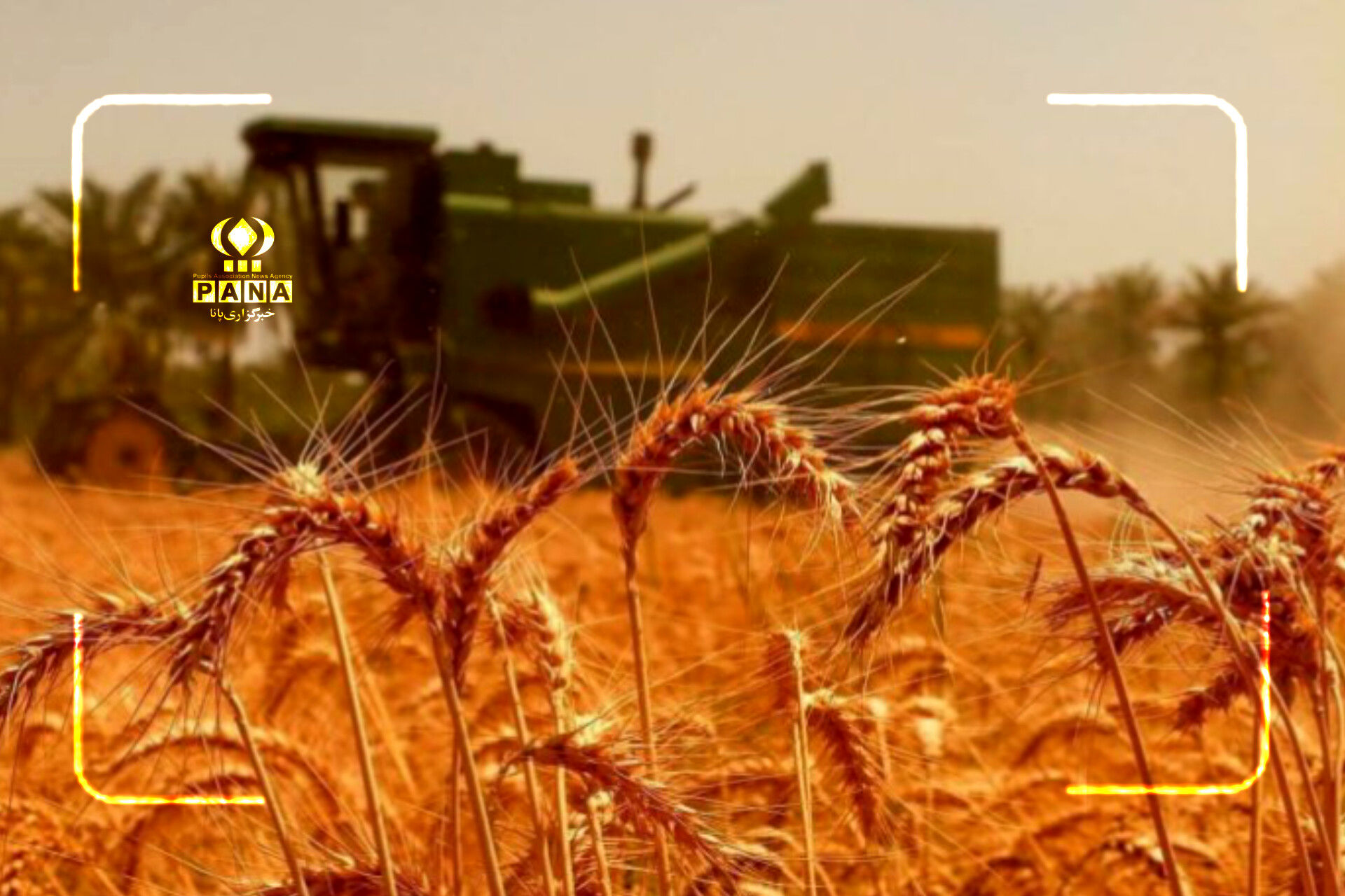 معجزه گندمکاران دهگلان؛ برداشت پربار در آتش گرمای بی‌امان