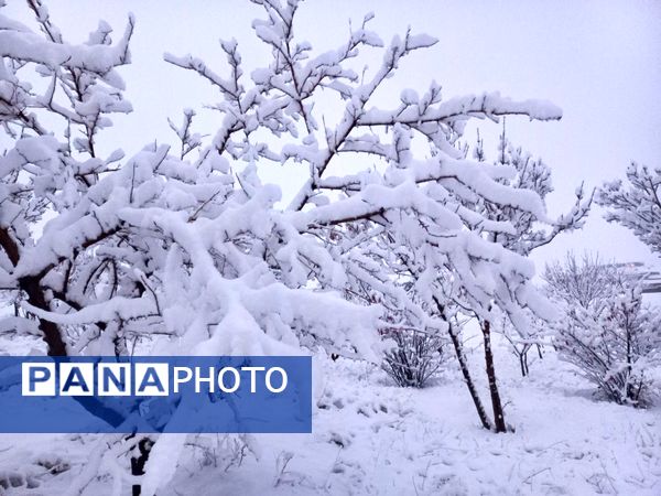 بارش برف جلوه ای از نعمت الهی در روزهای سفید باخرز