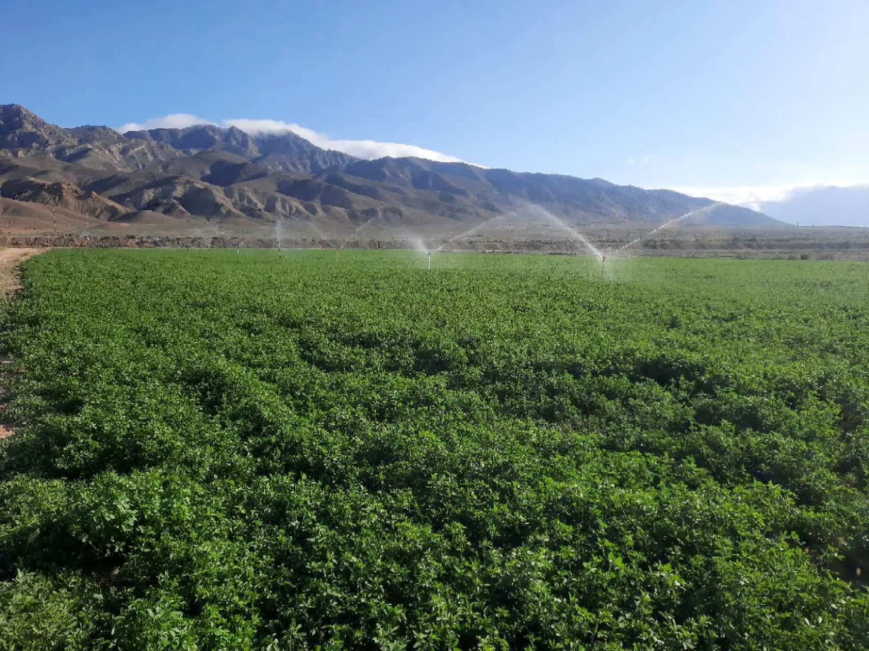 کشت یونجه در روستای رباط عشق؛ راهکاری پایدار در مقابله با کم‌آبی