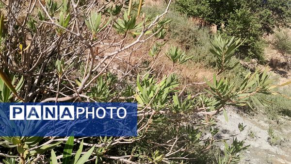 روستای برد‌زرد نگینی غریب در شهرستان لنده
