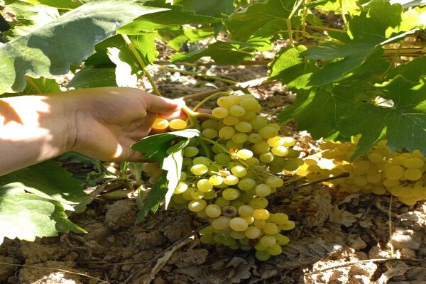 آغاز فصل برداشت انگور از باغات روستای گزکوه فاروج