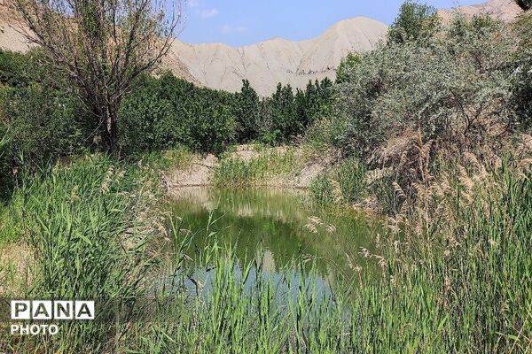 فصل چیدن یاقوت های چشم نواز در شهر بار نیشابور-۱